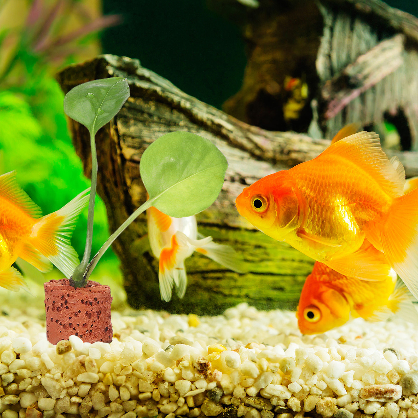 Planted Aquarium With Sand - 30Pcs Aquarium Plant Fixed Ring Sturdy