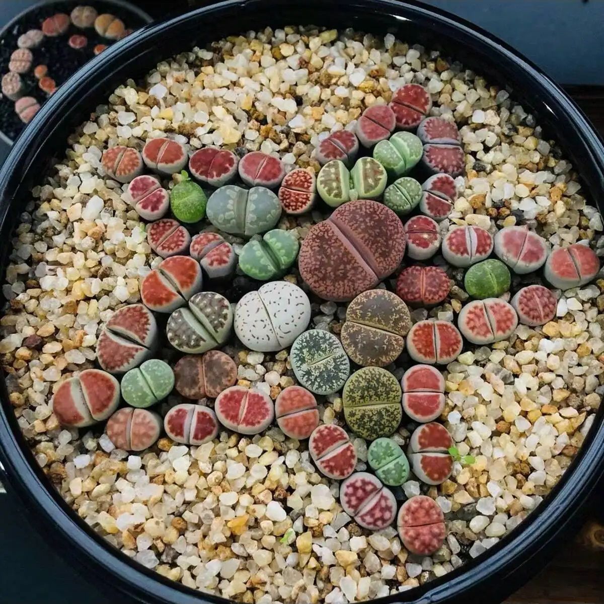 1pc-250g Natural Crystals Grav - Planted Aquarium With Sand のレビューと価格