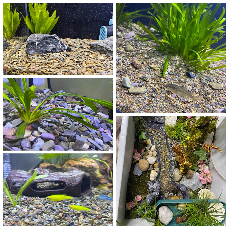 500g Fish Tank Bottom Sand Sto - Planted Aquarium With Sand のレビューと価格