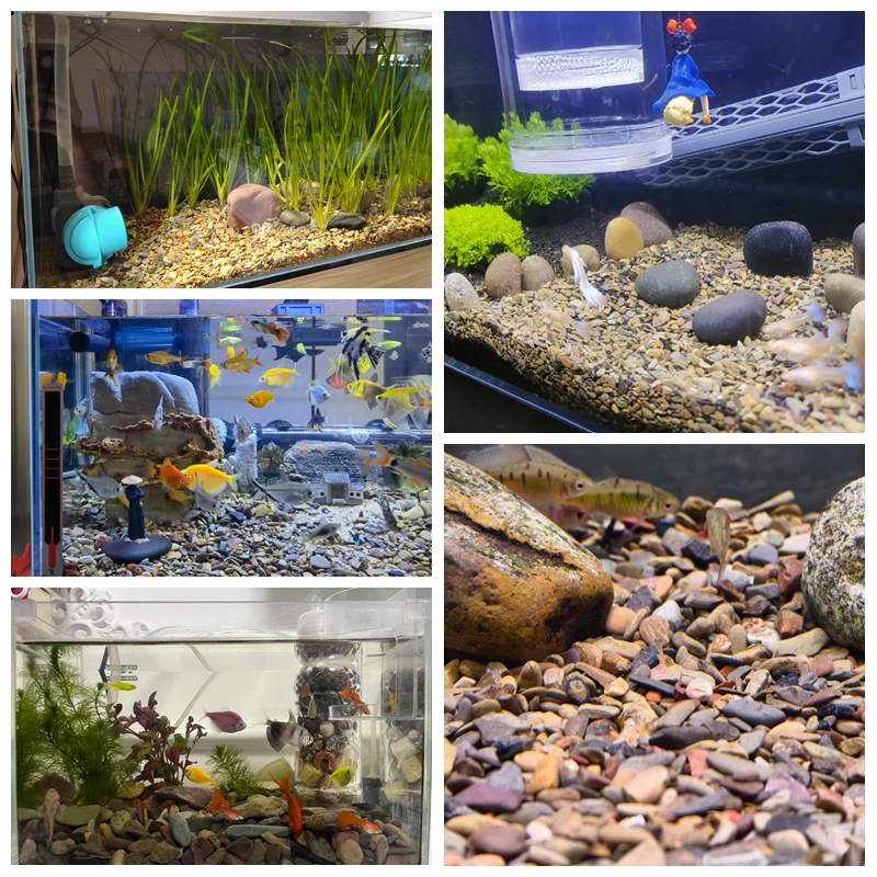 500g Fish Tank Bottom Sand Sto - Planted Aquarium With Sand のレビューと価格