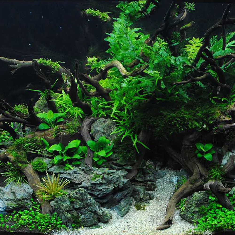 N1N Wood Reptile Tank Backgrou - Planted Aquarium With Driftwood のレビューと価格