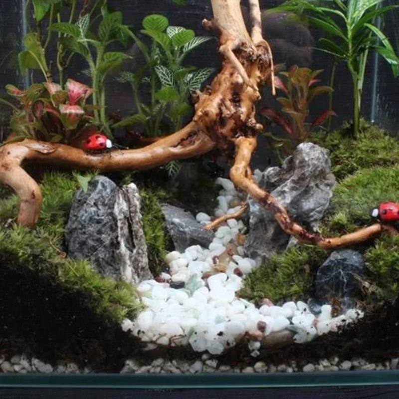 Natural Tree Trunk Driftwood A - Planted Aquarium With Driftwood のレビューと価格