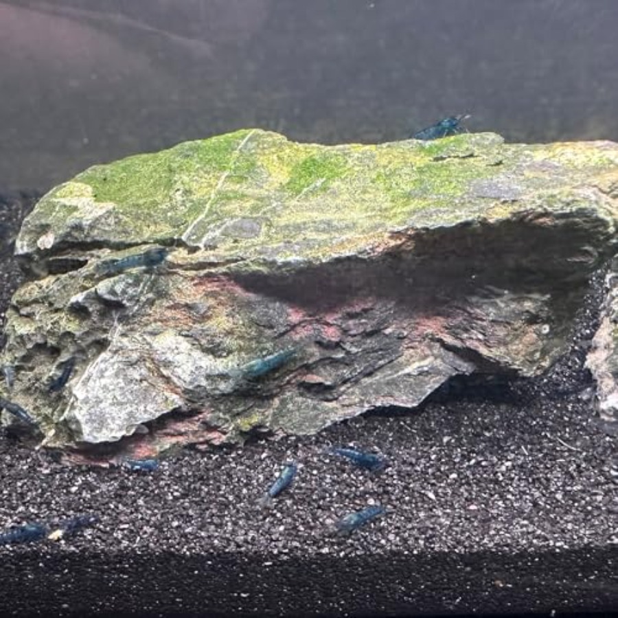 Aquarium Sand, 0 Fish Tank San - Planted Aquarium With Sand のレビューと価格