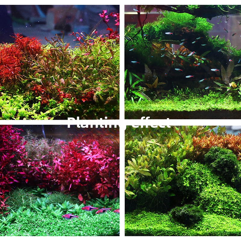 SYSENCIAGA Planted Aquarium Su - Planted Aquarium With Sand のレビューと価格