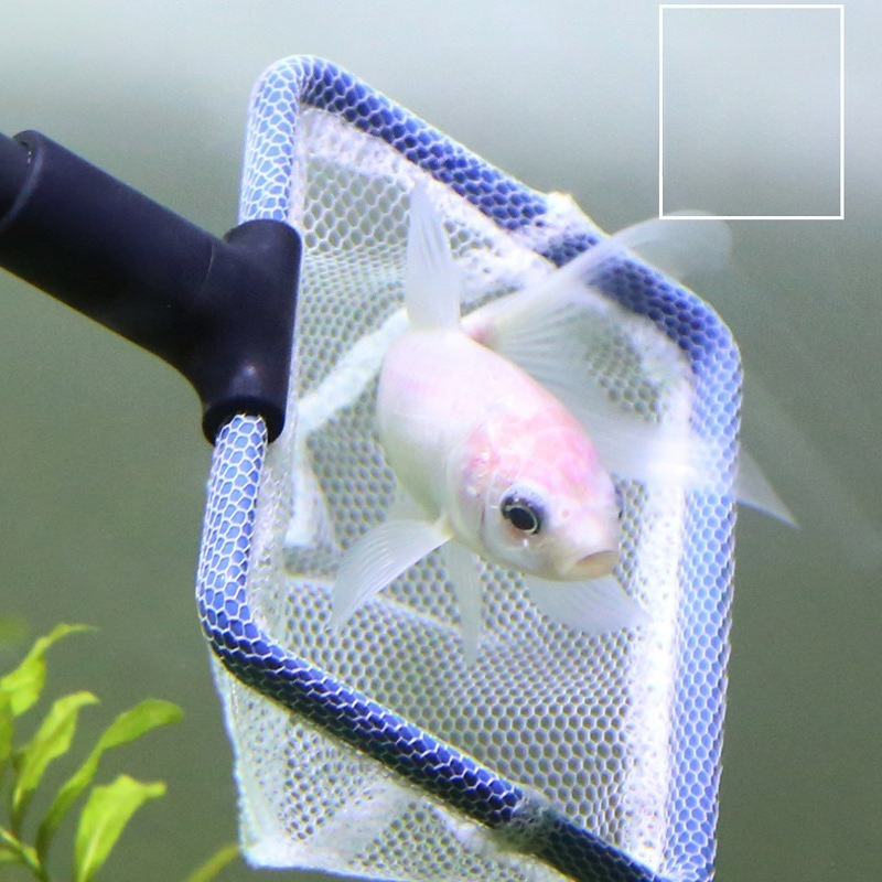 Aquarium Cleaning Tool Set Mul - Planted Aquarium Algae Remover のレビューと価格