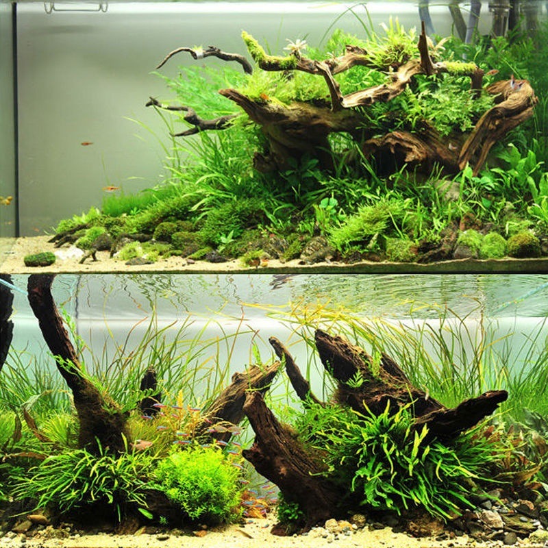 Natural Driftwood Aquarium Mos - Planted Aquarium With Driftwood のレビューと価格