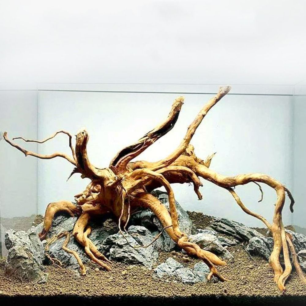 20-25CM Large Aquarium Driftwo - Planted Aquarium With Driftwood のレビューと価格