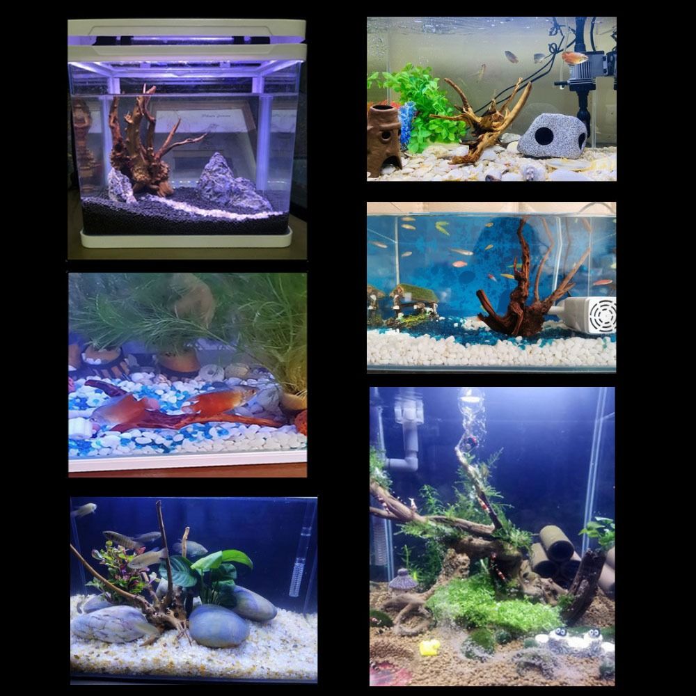 20-25CM Large Aquarium Driftwo - Planted Aquarium With Driftwood のレビューと価格