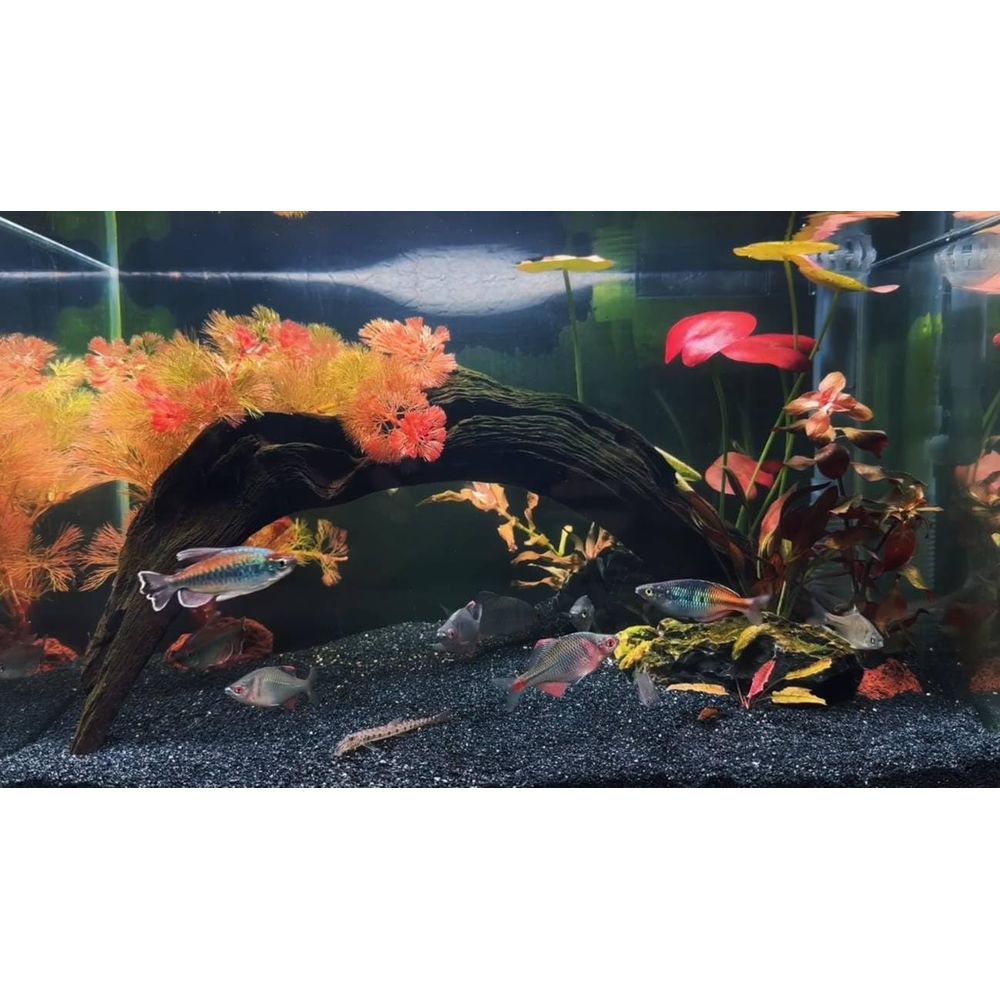 YISZM Aquarium Sand, 20lbs Bla - Planted Aquarium With Sand のレビューと価格