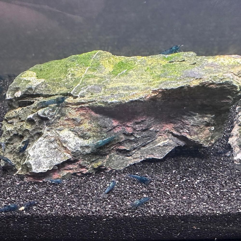 YISZM Aquarium Sand, 20lbs Bla - Planted Aquarium With Sand のレビューと価格