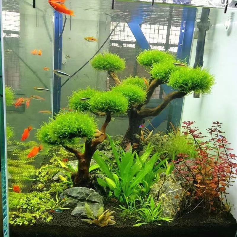 Fish tank greening wood frame  - Planted Aquarium With Driftwood のレビューと価格