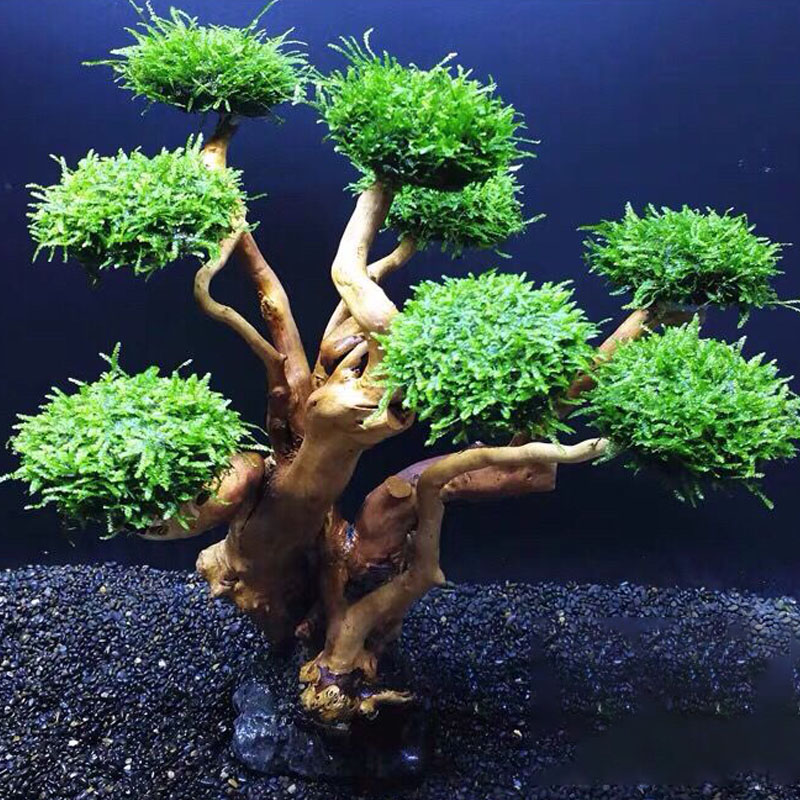 Fish tank greening wood frame  - Planted Aquarium With Driftwood のレビューと価格
