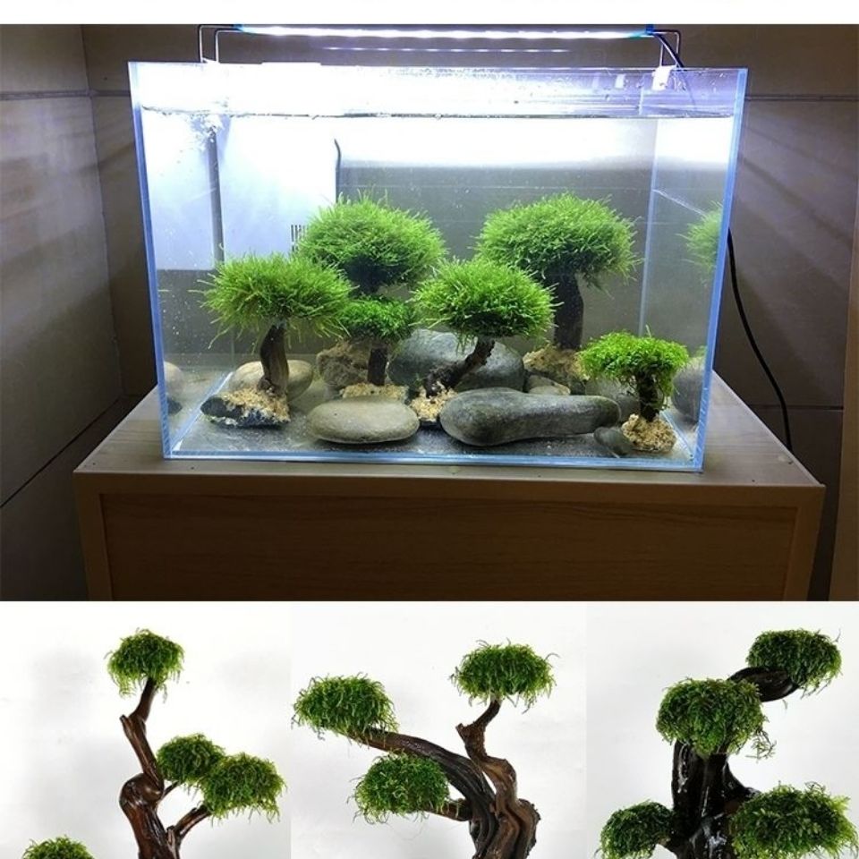 Fish tank greening wood frame  - Planted Aquarium With Driftwood のレビューと価格