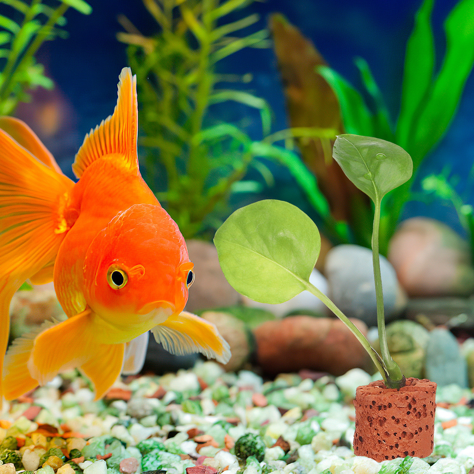 30Pcs Aquarium Plant Fixed Rin - Planted Aquarium With Sand のレビューと価格