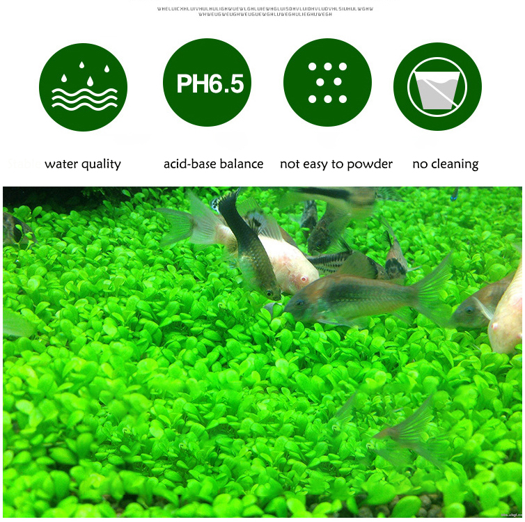 Aquarium Plant Seeds Soil Fish - Planted Aquarium With Sand のレビューと価格