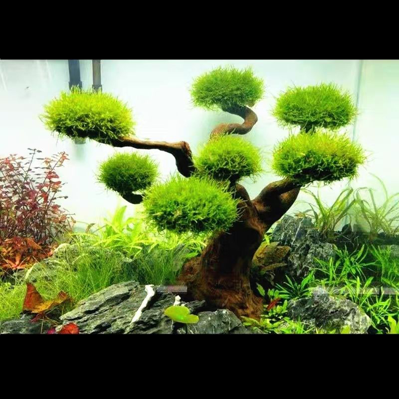 Aquarium Decoration Moss Drift - Planted Aquarium With Driftwood のレビューと価格